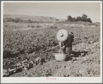 Chinese laborer in potato field. Walla Walla, Yakima Valley, Washington