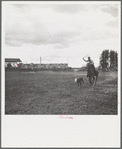 Roping a calf. Molalla Buckeroo (rodeo). Molalla, Oregon