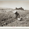 Chinese laborer in potato field. Walla Walla, Washington