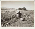 Chinese laborer in potato field. Walla Walla, Washington