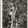 Picking cherries. Yakima, Washington