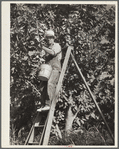 Picking cherries. Yakima, Washington