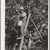 Picking cherries. Yakima, Washington