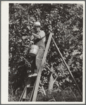 Picking cherries. Yakima, Washington