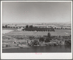 Orchard along Yakima River. Washington