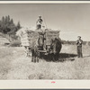 Farm hands loading hay wagon. Goldendale, Washington