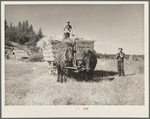 Farm hands loading hay wagon. Goldendale, Washington
