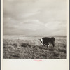 Grazing land. Madras, Oregon
