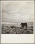 Grazing land. Madras, Oregon