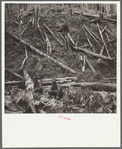 Cut-over land. Siltcoos, Oregon