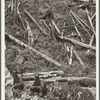 Cut-over land. Siltcoos, Oregon