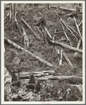 Cut-over land. Siltcoos, Oregon