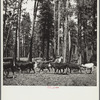 Herding cattle in summer pasture. Deschutes National Forest, Oregon