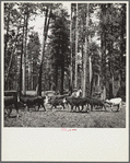 Herding cattle in summer pasture. Deschutes National Forest, Oregon