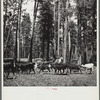 Herding cattle in summer pasture. Deschutes National Forest, Oregon