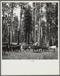Herding cattle in summer pasture. Deschutes National Forest, Oregon