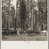 Herding cattle in summer pasture. Deschutes National Forest, Oregon