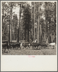 Herding cattle in summer pasture. Deschutes National Forest, Oregon