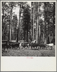 Herding cattle in summer pasture. Deschutes National Forest, Oregon