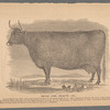 Devon Cow, Beauty.