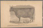 Devon Cow, Beauty.