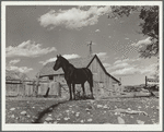 Horses on the farm of Ellsworth Painter, FSA (Farm Security Administration) rehabilitation client. Chaffee County, Colorado