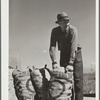 Farmer with load of potatoes. Monte Vista, Colorado