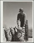 Farmer with load of potatoes. Monte Vista, Colorado