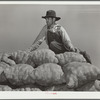 Hired hand on load of potatoes. Rio Grande County, Colorado