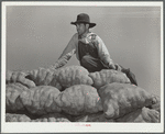 Hired hand on load of potatoes. Rio Grande County, Colorado