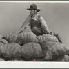 Hired hand on load of potatoes. Rio Grande County, Colorado