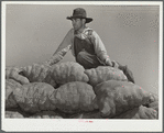 Hired hand on load of potatoes. Rio Grande County, Colorado