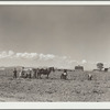 Picking potatoes. After the potato digger has passed, the vines are separated from the potatoes. These are then dumped into a sorting screen which separates the seed potatoes from the large ones. Rio Grande County, Colorado