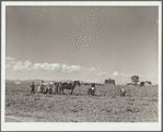 Picking potatoes. After the potato digger has passed, the vines are separated from the potatoes. These are then dumped into a sorting screen which separates the seed potatoes from the large ones. Rio Grande County, Colorado