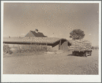 Potatoes are trucked from field to storage cellars. Rio Grande County, Colorado