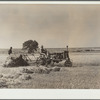 Grain harvest scene. Western Slope Farms, Colorado
