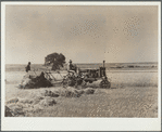 Grain harvest scene. Western Slope Farms, Colorado