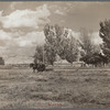 Carl Higgins, tenant purchase borrower, haying on farm. Mesa County, Colorado