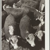 Steers. Stockyards, Denver, Colorado