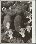 Steers. Stockyards, Denver, Colorado