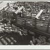 Loading sheep into stock cars at stockyards. Denver, Colorado