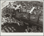Loading sheep into stock cars at stockyards. Denver, Colorado