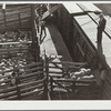 Loading sheep for eastern packing plants. Stockyards, Denver, Colorado