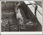 Loading sheep for eastern packing plants. Stockyards, Denver, Colorado