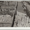 Driving sheep into pens at railroad before shipment east. Stockyards, Denver, Colorado