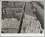 Driving sheep into pens at railroad before shipment east. Stockyards, Denver, Colorado