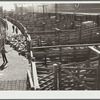 Driving sheep into pen before shipping them east. Stockyards, Denver, Colorado