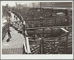 Driving sheep into pen before shipping them east. Stockyards, Denver, Colorado