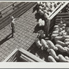 Driving sheep into pens before shipment to packing plants. Stockyards, Denver, Colorado
