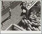 Driving sheep into pens before shipment to packing plants. Stockyards, Denver, Colorado